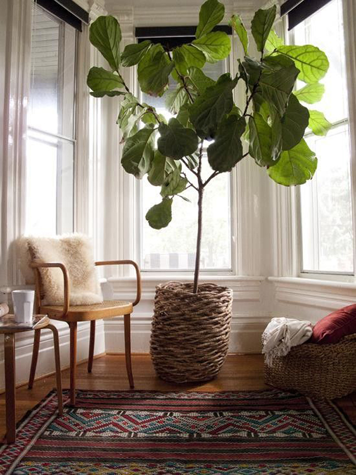 Interiors & Exteriors: Fiddle Leaf Fig - The Brunette One